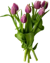 Tulpan 7-Pack