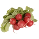 Rädisor Röda i Bunt