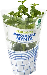 Kabbarp Mynta Marockansk Eko