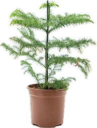Rumsgran