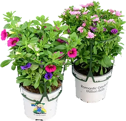Hängpetunia Rainbow 11cm