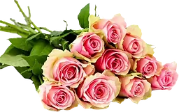 Rosor 10-Pack