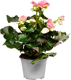 Begonia 12cm kruka Höjd 25cm varierande färger
