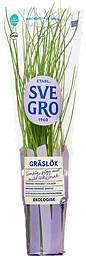 Gräslök i kruka Ekologisk 1-p KRAV Svegro