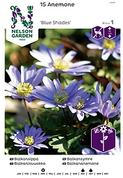 Höstlök Balkansippa Blå 1st Nelson Garden