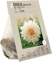 Dahlia Cafe Au Lait Creme 1p