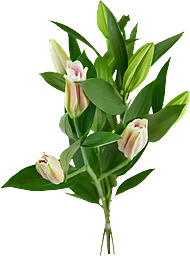 Lilja 3-pack Lilium