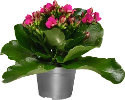 Blommande miniväxt 6cm kruka Höjd 15cm varierande färger