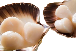 Kammusslor