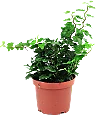 Murgröna