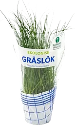 Gräslök