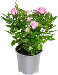 Ros Småblommig 10,5 cm