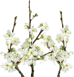 Körsbärskvistar i bunt 1-p Blomsterboda