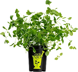 Oregano i kruka 1-p KRAV Orto Novo