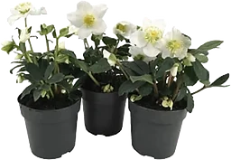 Julros 12cm kruka Höjd 27cm vit