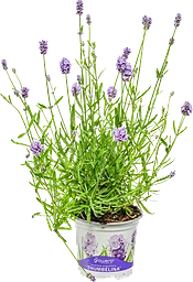 Lavendel  ICA 12 cm