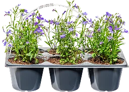 Sommarplant 6-pack