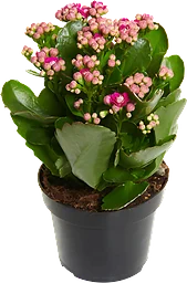 Kalanchoe Mini 