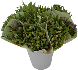 Alstromeria 7 pack
