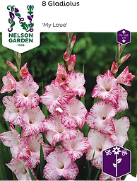 Vårlök Gladiol Storblommig Vit M Rosa