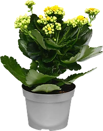 Kalanchoe dubbelblommande 10,5cm kruka Höjd 26cm gul