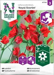 Luktärt Royal Scarlet 1-p Nelson Garden