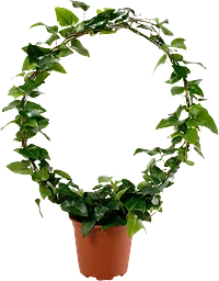 Murgröna båge 17cm kruka Höjd 60cm