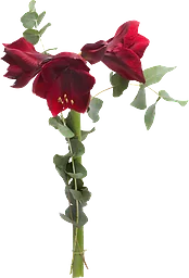 Amaryllis
