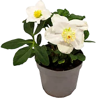 Julros Helleborus Niger