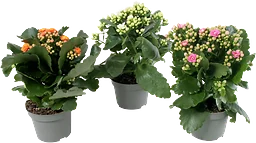 Kalanchoe dubbelblommande 10,5cm kruka Höjd 26cm varierande färger