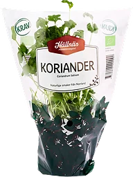 Koriander Kruka KRAV Hällnäs Handelsträdgård