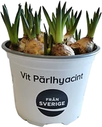 Pärlhyacint 10,5cm kruka vit 20 cm hög