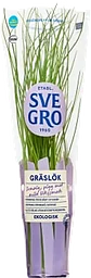 Gräslök i kruka Ekologisk 1-p Svegro
