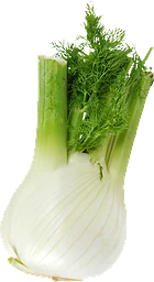 Fänkål Eko