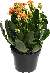 Kalanchoe Queen Dubbelblommande