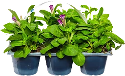 Petunia storblommig 6-p varierande färger