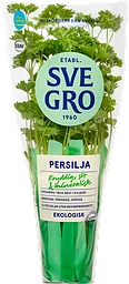 Persilja i kruka Ekologisk 1-p KRAV Svegro