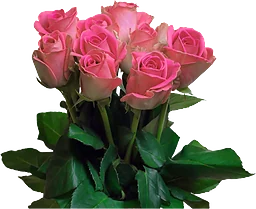 Rosor 9-p Rosa 40cm
