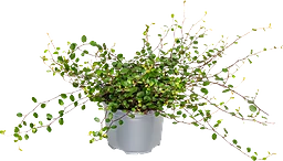 Muehlenbeckia 10,5cm kruka ICA