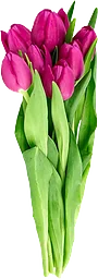 Tulpaner 7-p Varierande färger från Blomsterboda