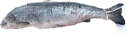 Lax Hel Färsk ca 1,5kg Matgard