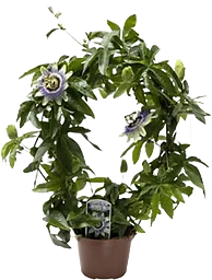 Passionsblomma 13 cm kruka 28 cm höjd