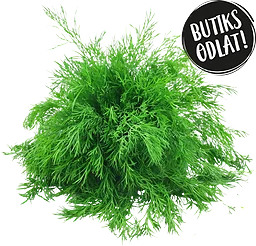 Dill 60g Butiksodlad