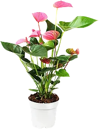 Rosenkalla, 14cm Rosa