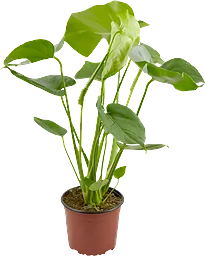 Monstera Monstera Deliciosa