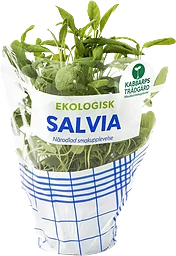 Salvia Ekologisk 1-p Kabbarps Trädgård