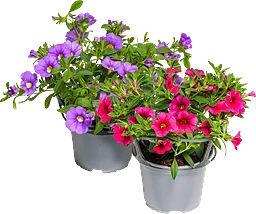 Petunia 12 cm ICA