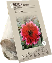 Dahlia park Darkarin Röd