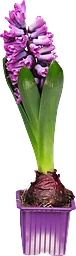 Vårhyacint 7 cm