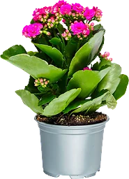 Kalanchoe 10,5cm cerise